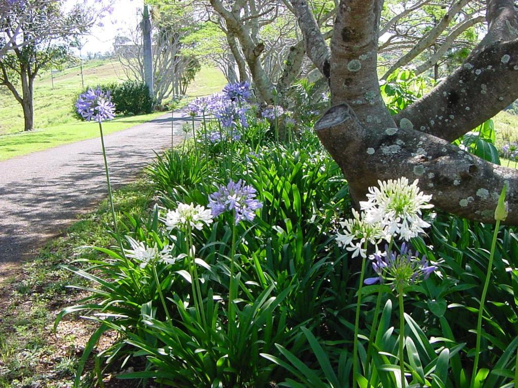 Tropical Coast Retreat - Pet Friendly - Adult Only Guest House Kingscliff Exterior photo